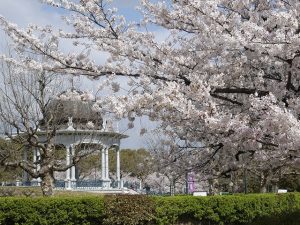 東海で桜・お花見がおすすめの大型公園29選（2026）子ども連れで桜散歩！