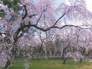 京都府で桜・お花見がおすすめの大型公園（2026）子ども連れで桜散歩！