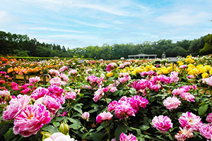 春のバラフェスタ（東京都／調布市）