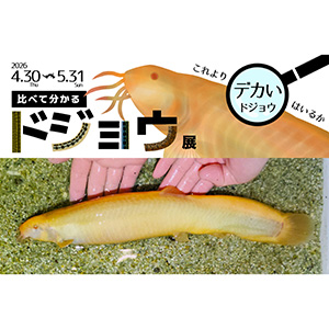 これよりデカいドジョウはいるか！？～比べて分かるドジョウ展～（兵庫県／神戸市）