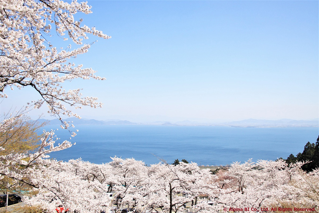 桜の向こうに琵琶湖が広がる春の景色／びわ湖バレイ（滋賀県/大津市）
