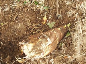 関西でタケノコ掘りを体験できる農園！バーベキューやすき焼きも（大阪・兵庫ほか）