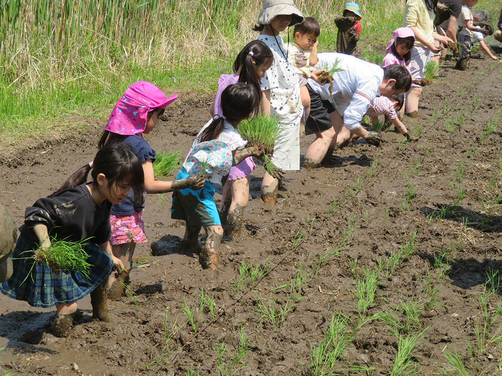 田植え体験「新しい村」（埼玉県/宮代町）
