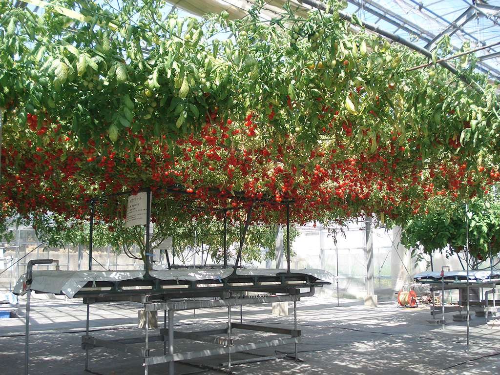 「トマトの樹」/不思議の畑とトマトの樹(神奈川県/横浜市)