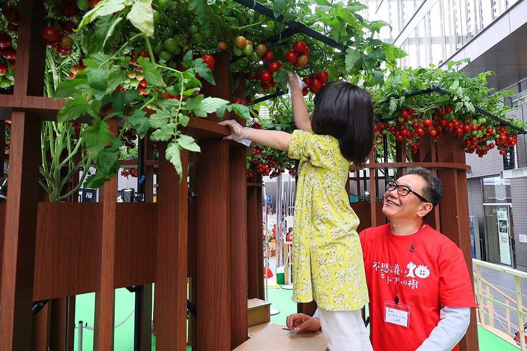 トマトの収穫体験/不思議の畑とトマトの樹(神奈川県/横浜市)