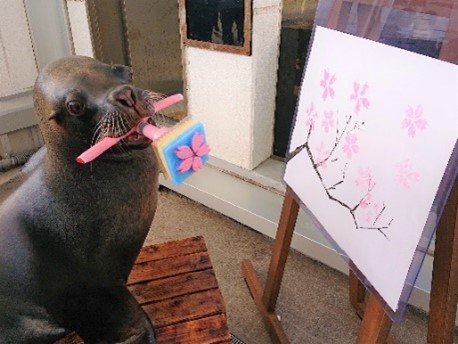 オタリアの桜パフォーマンス/仙台うみの杜水族館(宮城県/仙台市)
