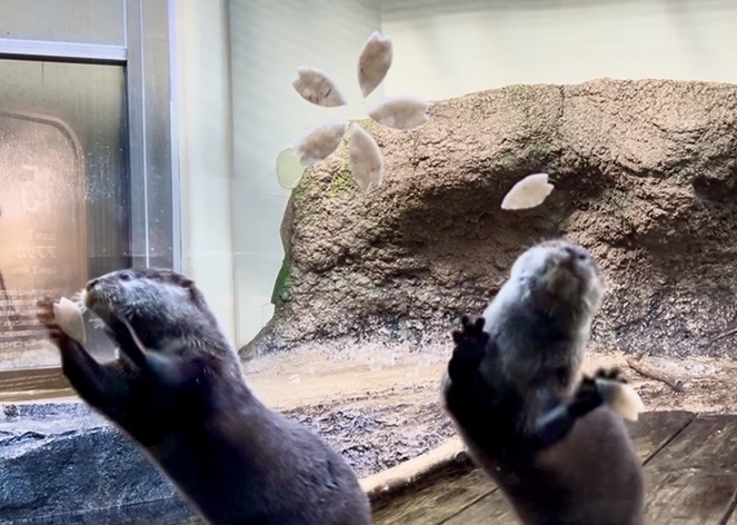 コツメカワウソのごはんタイム~花びらキャッチ~│海中花見/仙台うみの杜水族館(宮城県/仙台市)