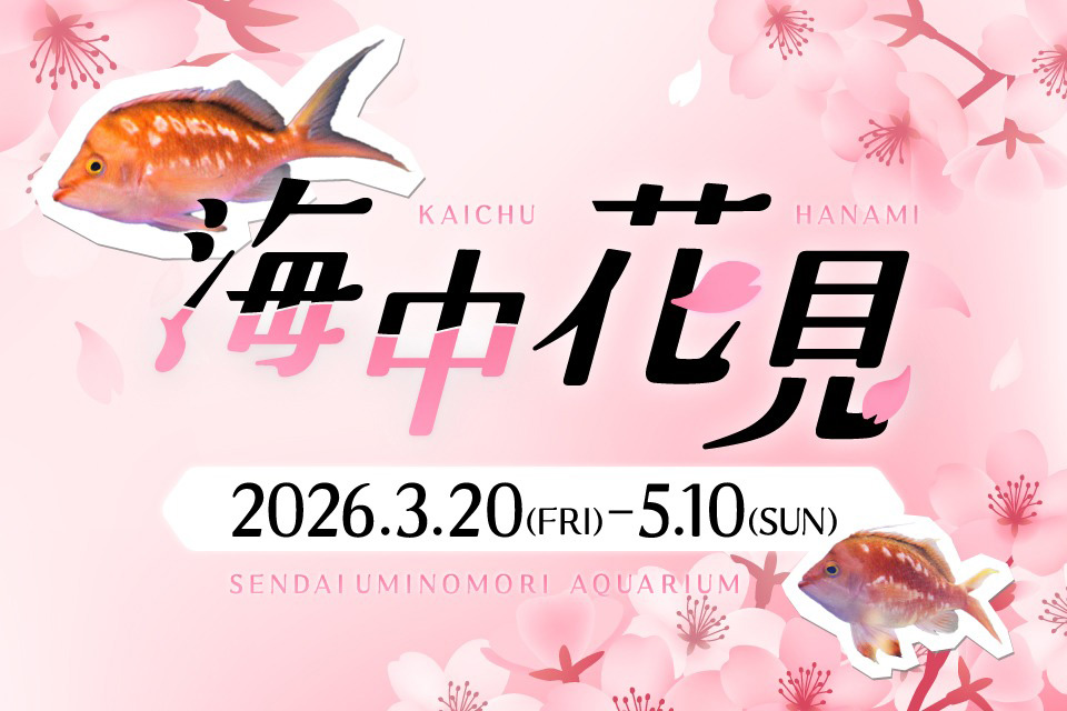 海中花見/仙台うみの杜水族館（宮城県/仙台市）