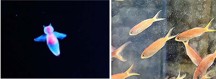 海中花見「お花見水槽」/仙台うみの杜水族館(宮城県/仙台市)