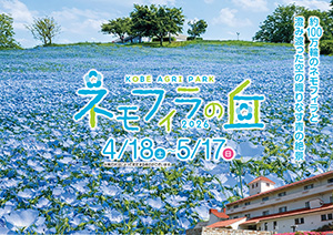 こうべアグリパークネモフィラの丘2026（兵庫県／神戸市）