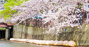 お花見クルーズ 2026（神奈川県／横浜市）