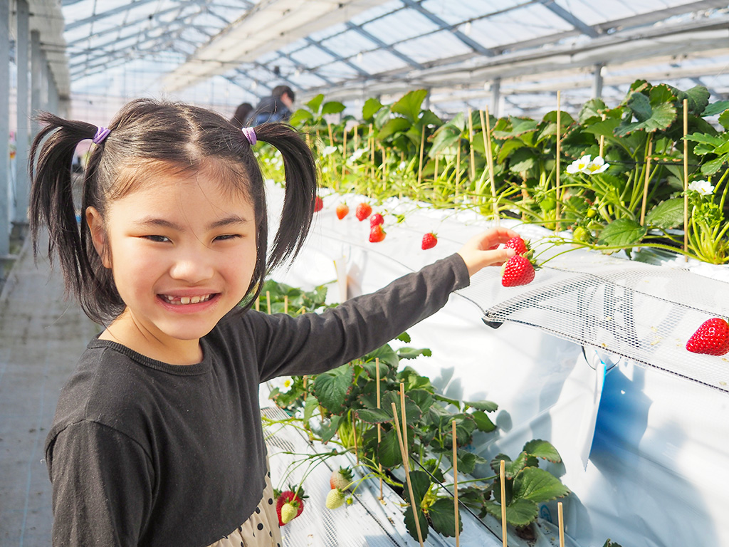 いちご狩りの様子/越谷いちごみらい園（埼玉県/越谷市）