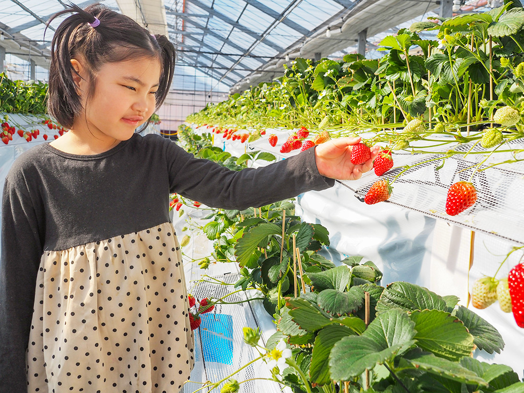 いちご狩りの様子/越谷いちごみらい園（埼玉県/越谷市）