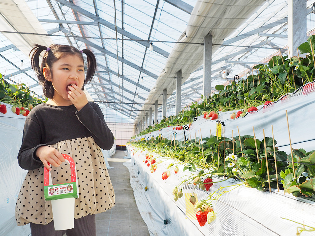 いちご狩りの様子/越谷いちごみらい園（埼玉県/越谷市）