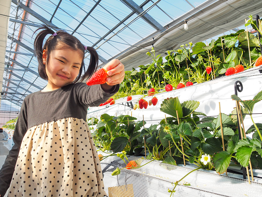 いちご狩りの様子/越谷いちごみらい園（埼玉県/越谷市）