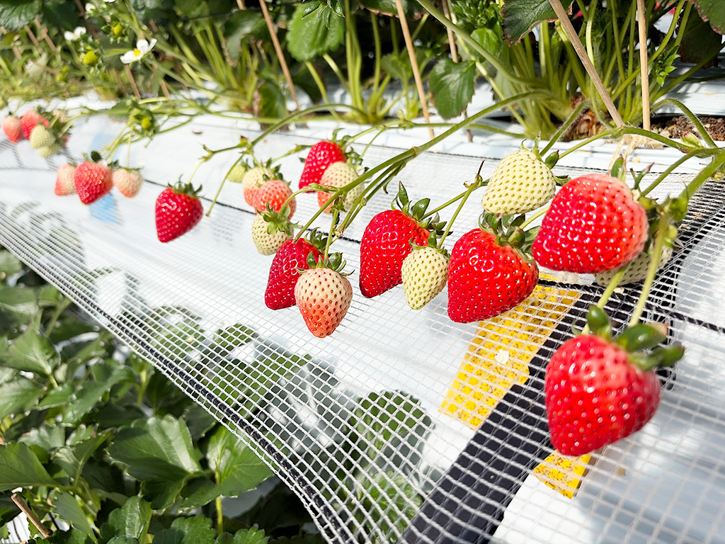 あまりん/越谷いちごみらい園（埼玉県/越谷市）