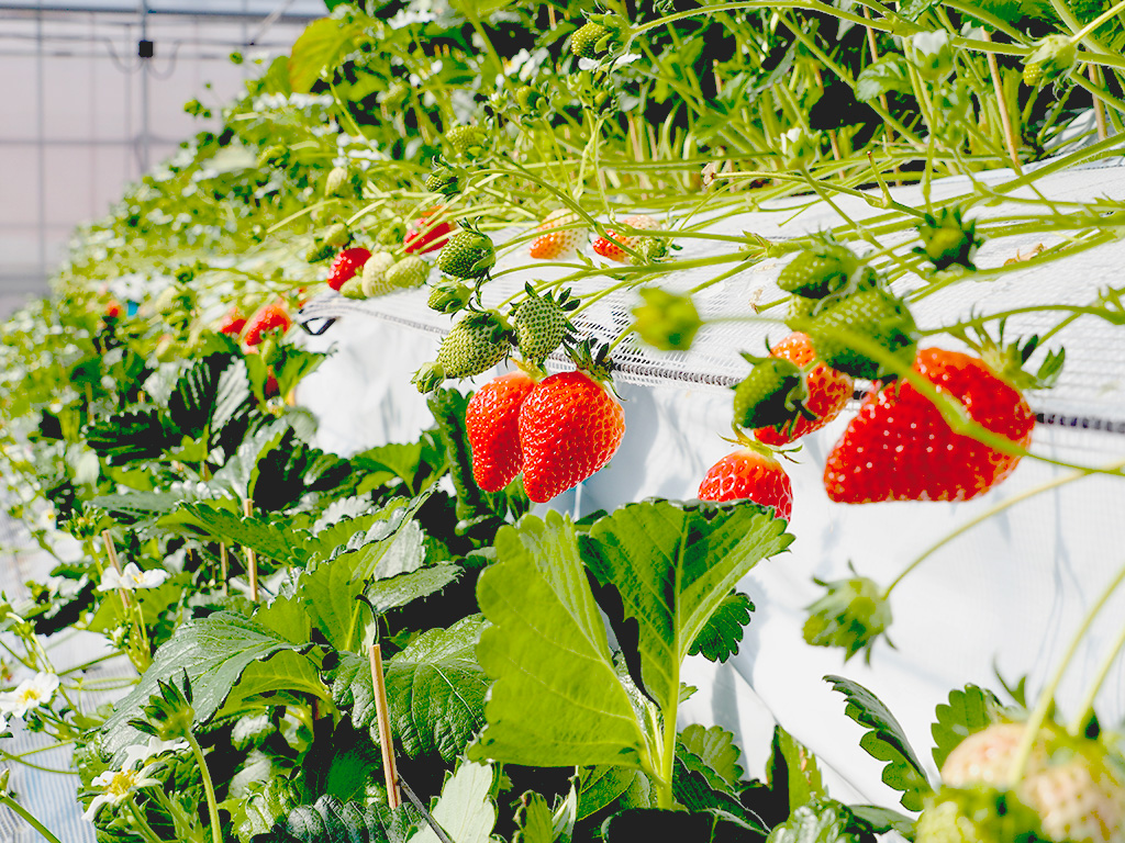 べにたま/越谷いちごみらい園（埼玉県/越谷市）