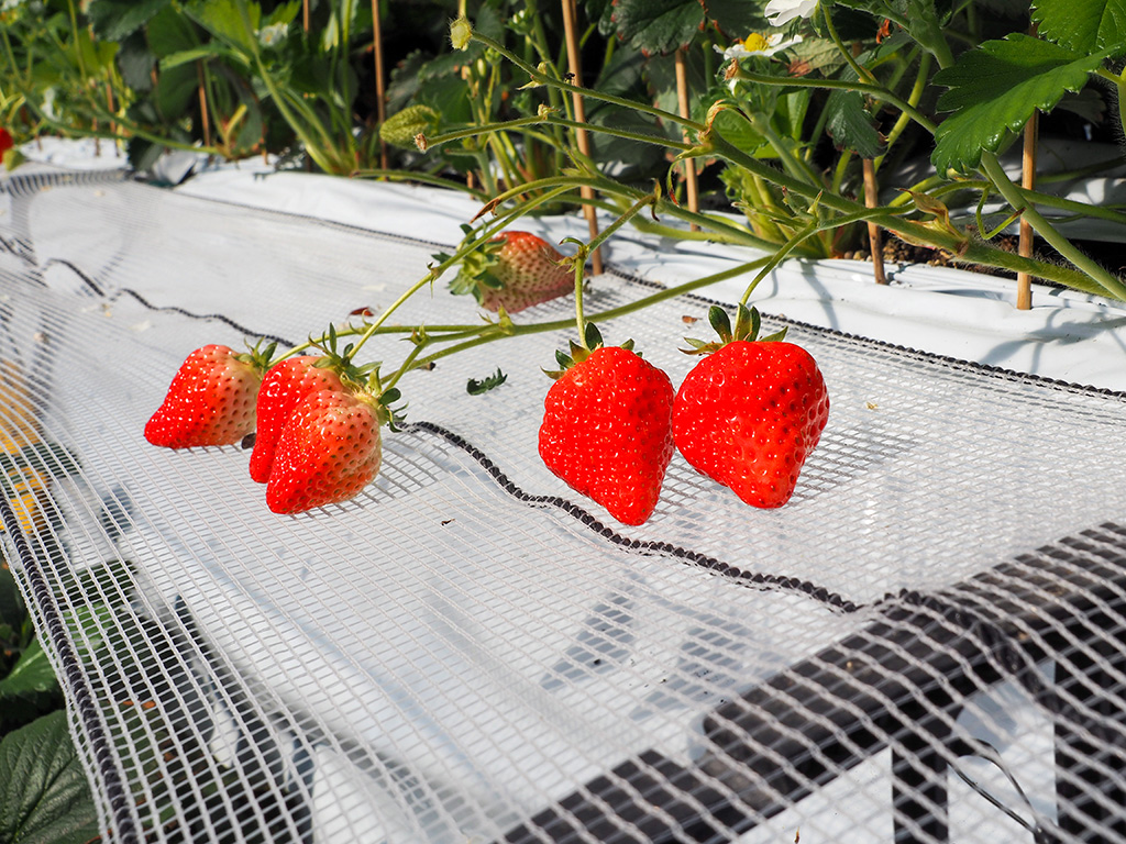 あまえくぼ/越谷いちごみらい園（埼玉県/越谷市）