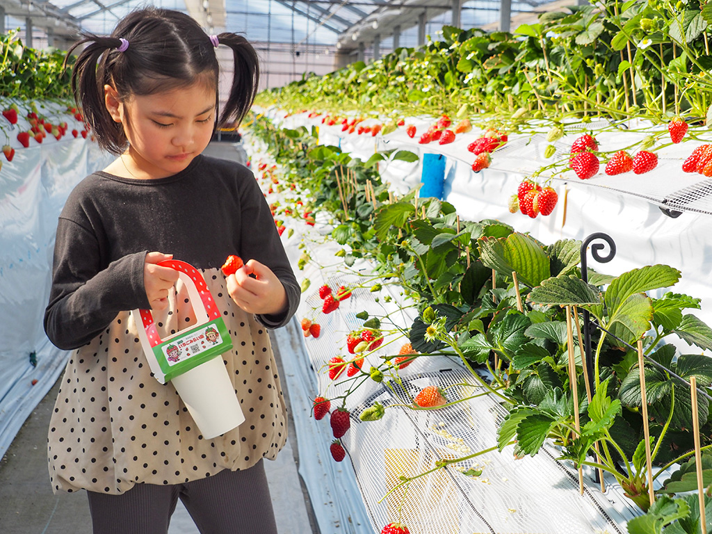 2段の高設栽培/越谷いちごみらい園（埼玉県/越谷市）