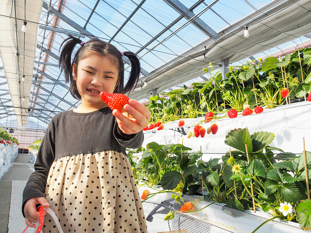 いちご狩りの様子/越谷いちごみらい園（埼玉県/越谷市）