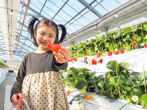 越谷いちごみらい園のいちご狩りレポ！希少品種「べにたま」や「あまりん」も