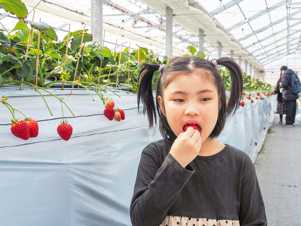 /越谷いちごみらい園（埼玉県/越谷市）