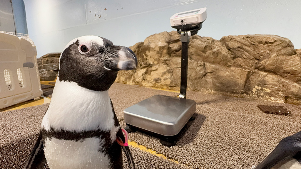 飼育の日ウィーク/マクセル アクアパーク品川（東京都/港区）