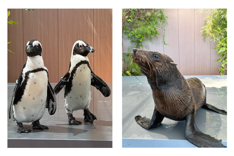 飼育の日ウィーク/マクセル アクアパーク品川（東京都/港区）
