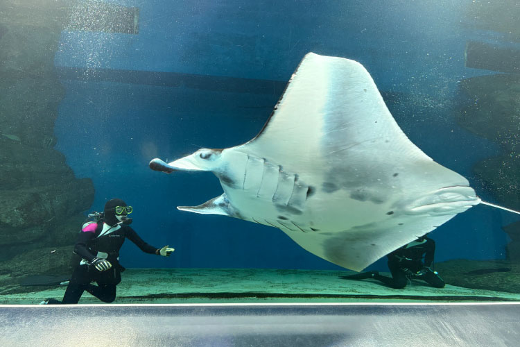 飼育の日ウィーク/マクセル アクアパーク品川（東京都/港区）