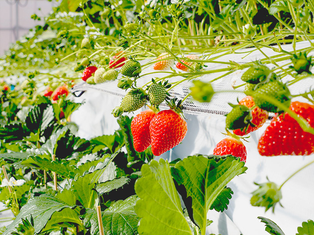 越谷いちごみらい園