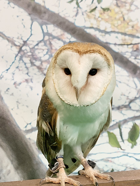ふれあい動物園のフクロウ/てとてとマーケット vol.2(愛知県/長久手市)