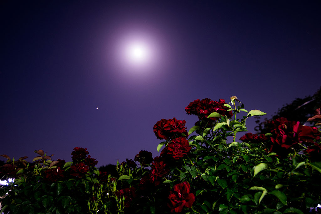 フラワームーン