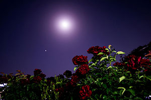 2026年5月の満月は2回！フラワームーンはいつ？ブルームーン＆マイクロムーンも解説　 時間や方角、観測ポイントをわかりやすく！