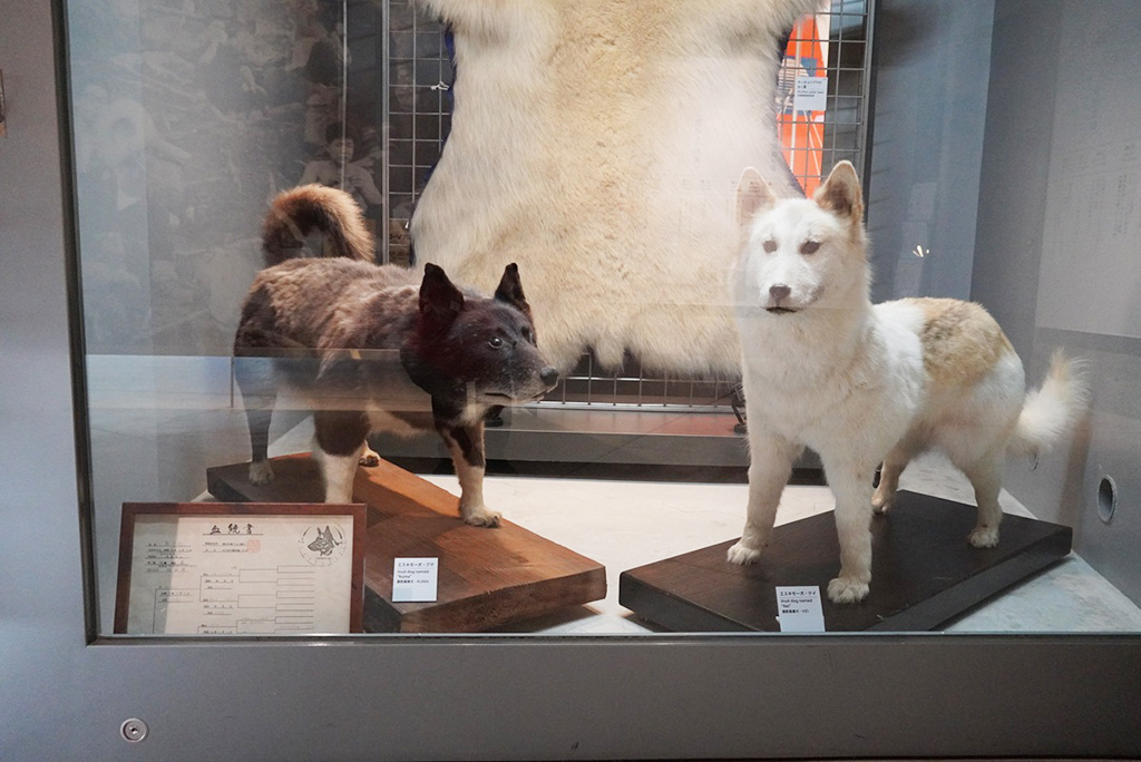 クマとケイの剥製/植村直己記念スポーツ公園（兵庫県/豊岡市）