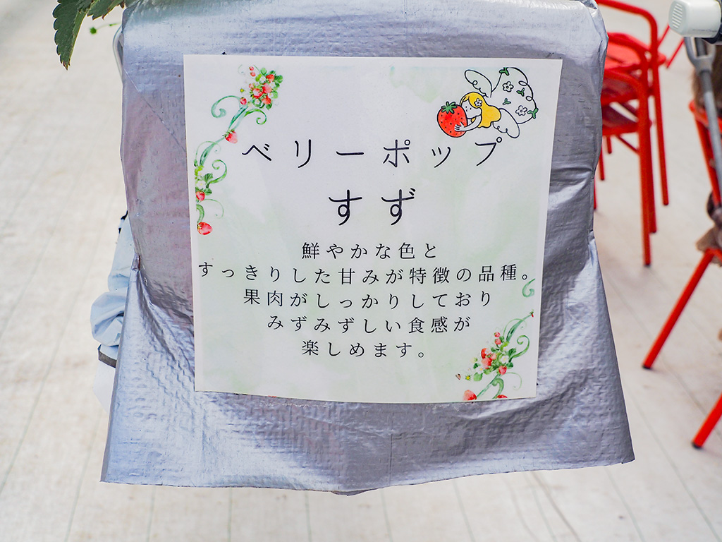 いちごの品種：ベリーポップすず/空飛ぶいちご東京（東京都/府中市）