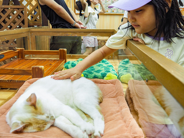 わんにゃんリビングで猫とのふれあいの様子/那須どうぶつ王国(栃木県/那須町)