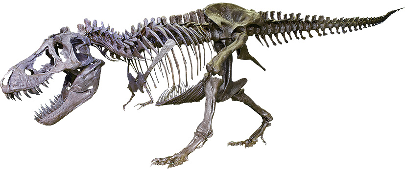 ティラノサウルスの全身骨格レプリカ」/たんば恐竜博物館 特別展2026(兵庫県/丹波市)