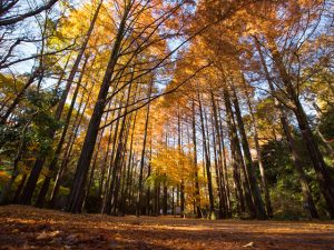 神奈川県で紅葉がおすすめの公園・庭園など9選（10月下～12月中）子どもと秋散歩！